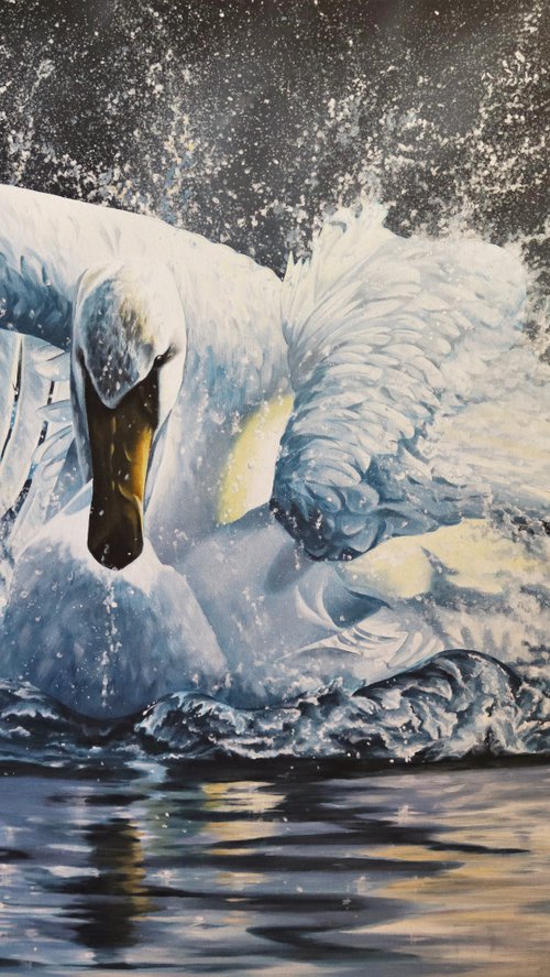Mute Swan tempest by Julian Wheat