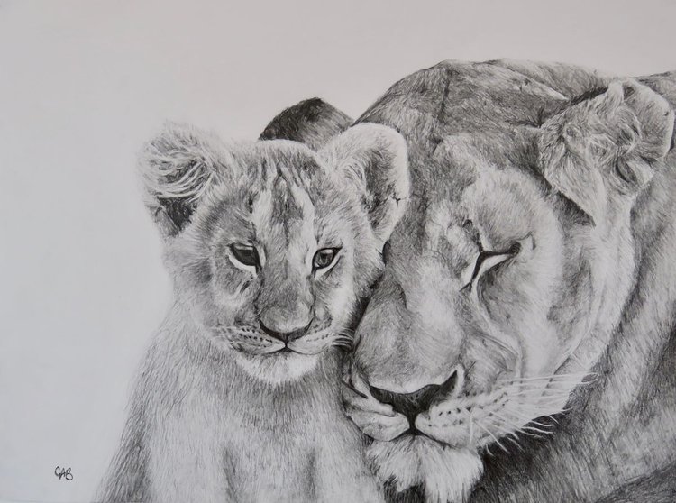 Lion And Lioness Pencil Drawing