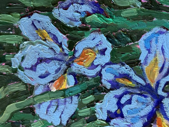 Iris