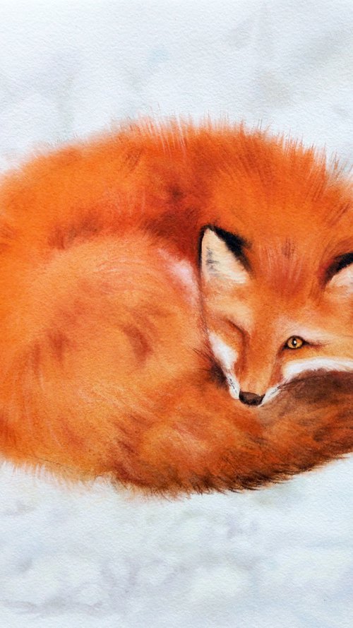 Red Fox Curls Up for a Nap by Olga Beliaeva Watercolour
