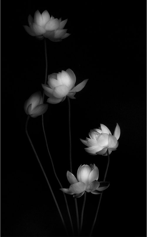 IN HARMONY -SPARKLE- #001 Black and white by Keiichiro Muramatsu