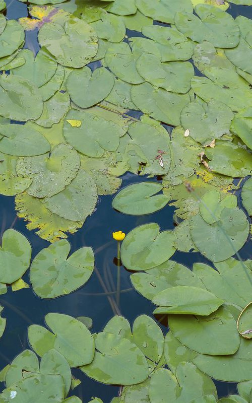 Lake flowers by Nikola Lav Ralevic