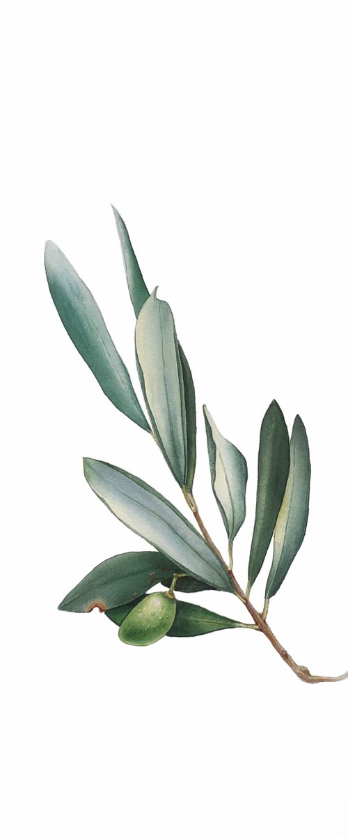 Olive branch. by Nataliia Kupchyk