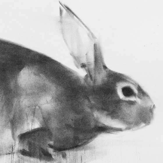 rabbit 019