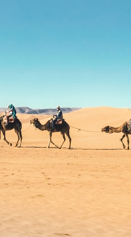 SAHARA CAMELS by Fabio Accorrà