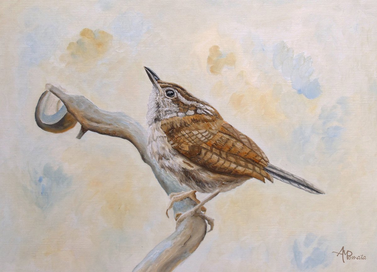 Carolina Wren By Angeles M. Pomata, 13 X 10, Artwork For Sale On Artfinder
