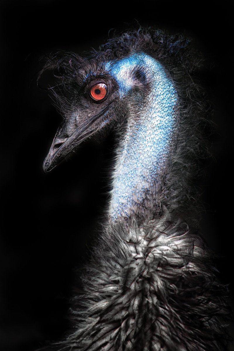 Animal Photograph By Paul Nash, 16 X 24", Emu Red Eye, Original Artwork