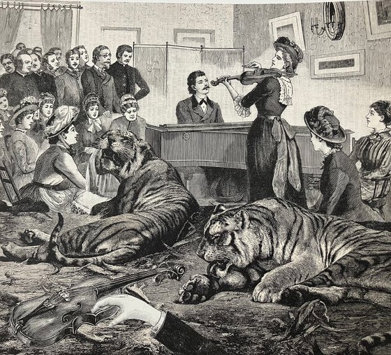 Tigers at the concert