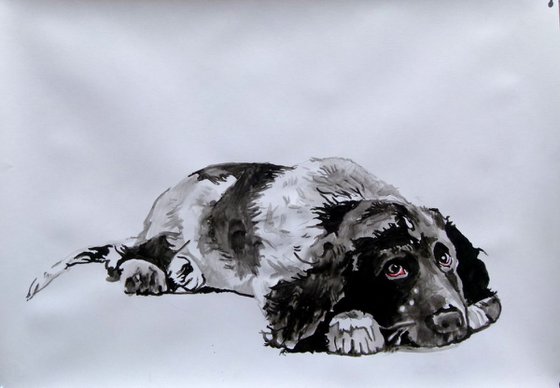 cocker-spaniel