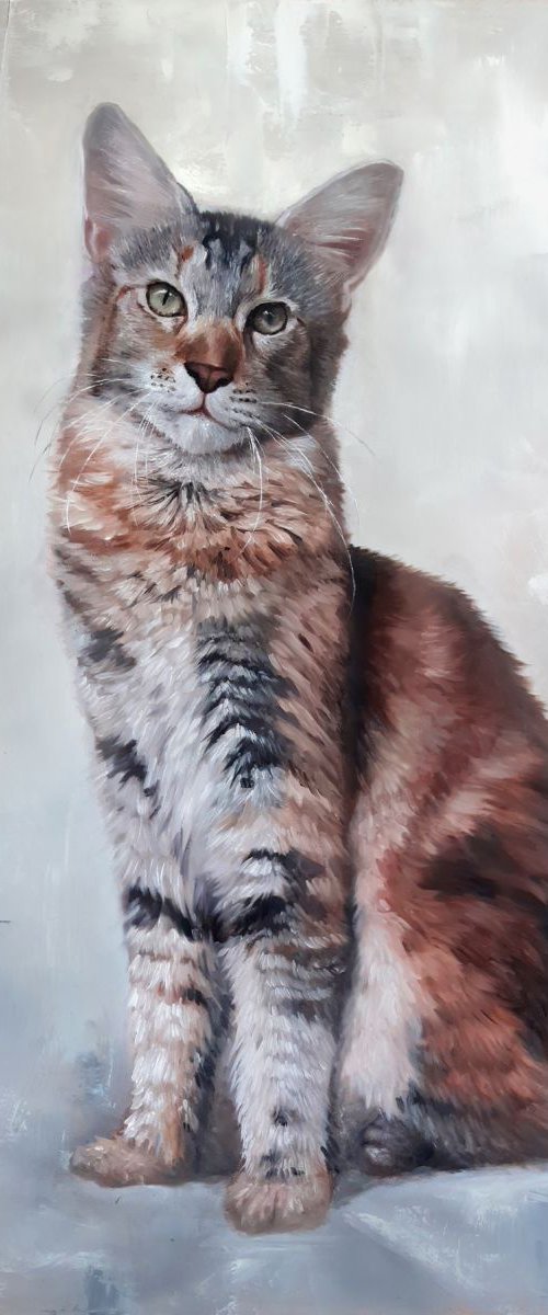 Maine Coon by Kate Oleska