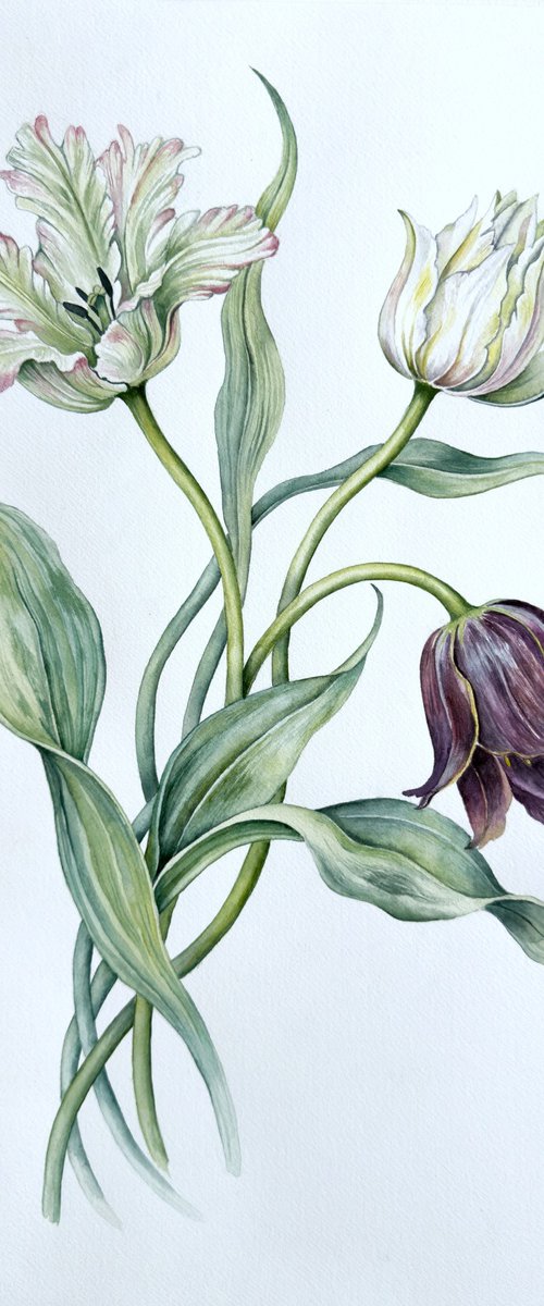 Three parrot tulips by Yuliia Malkina Bohuslavska