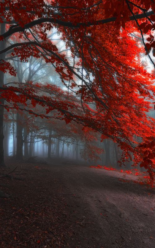 Road of Seraphines (Edition of 5; 1 sold) by Janek Sedlar
