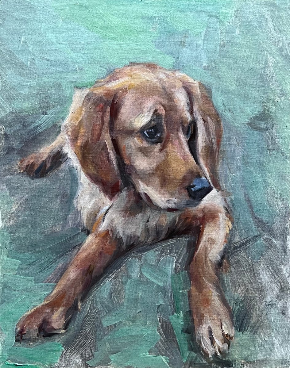 Golden retriever puppy by Olga Bolgar