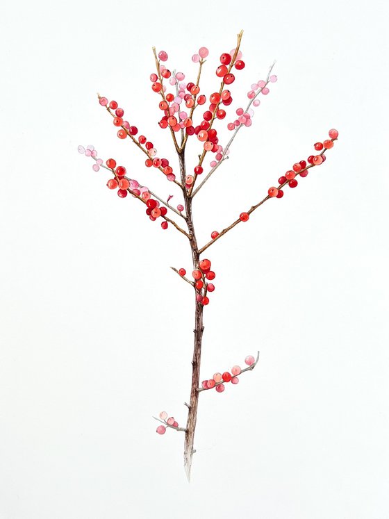 Holly branch with red berries. Original watercolor artwork.