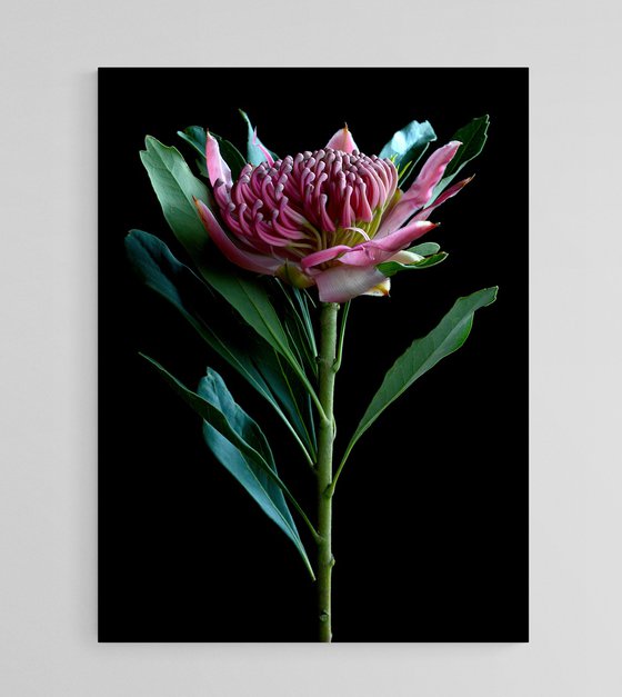 Pink Waratah