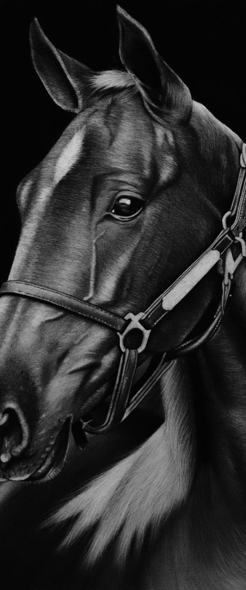 Horse Drawing by Mariam Darchiashvili