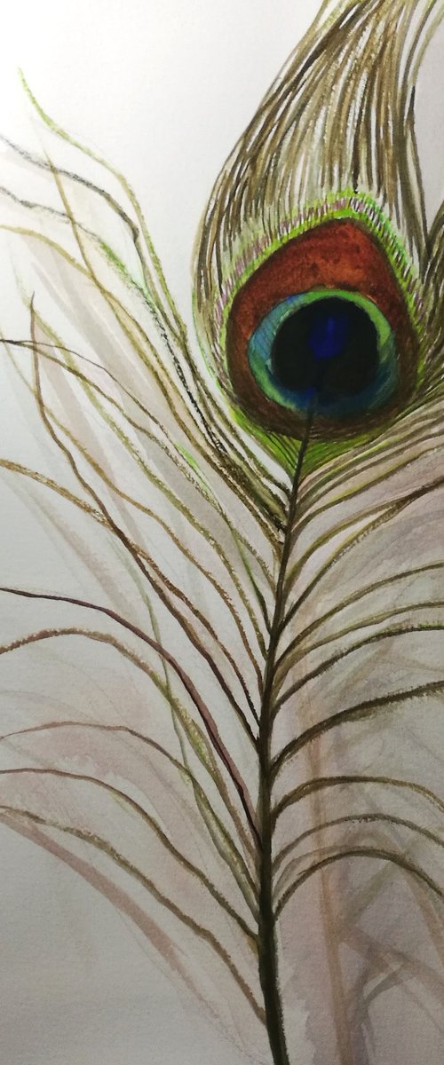 Peacock feather by Daniela Roughsedge