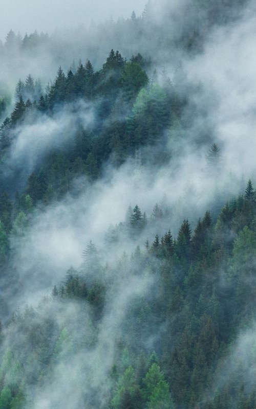 Mystic Forest II. - Foggy landscape by Peter Zelei