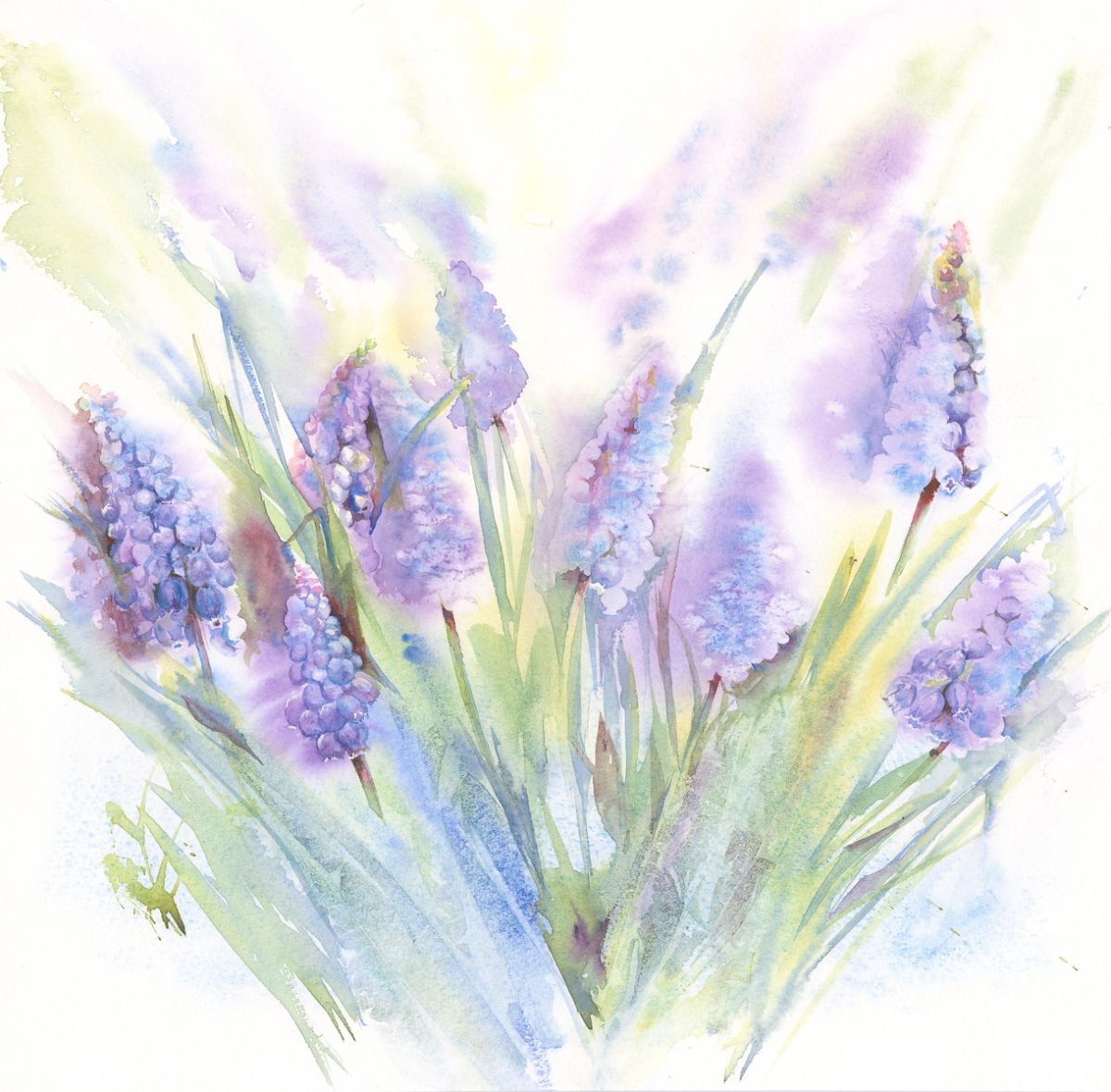 grape hyacinth watercolor