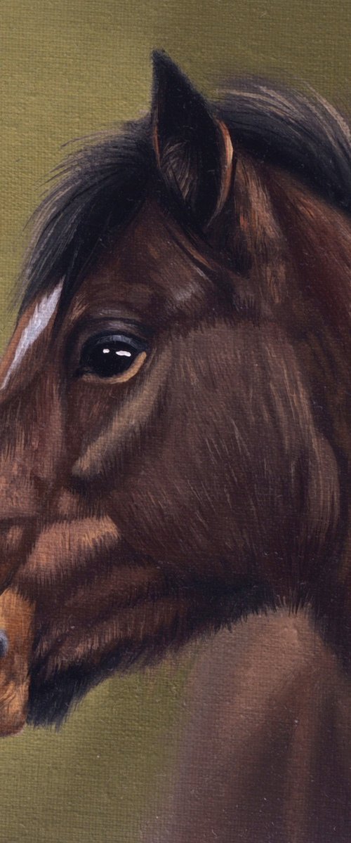 Horse Portrait 29 by Anastasia Parfilo