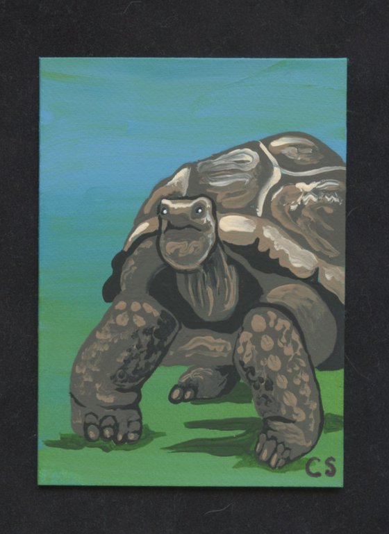 ACEO ATC Original Painting Land Tortoise Wildlife Art-Carla Smale