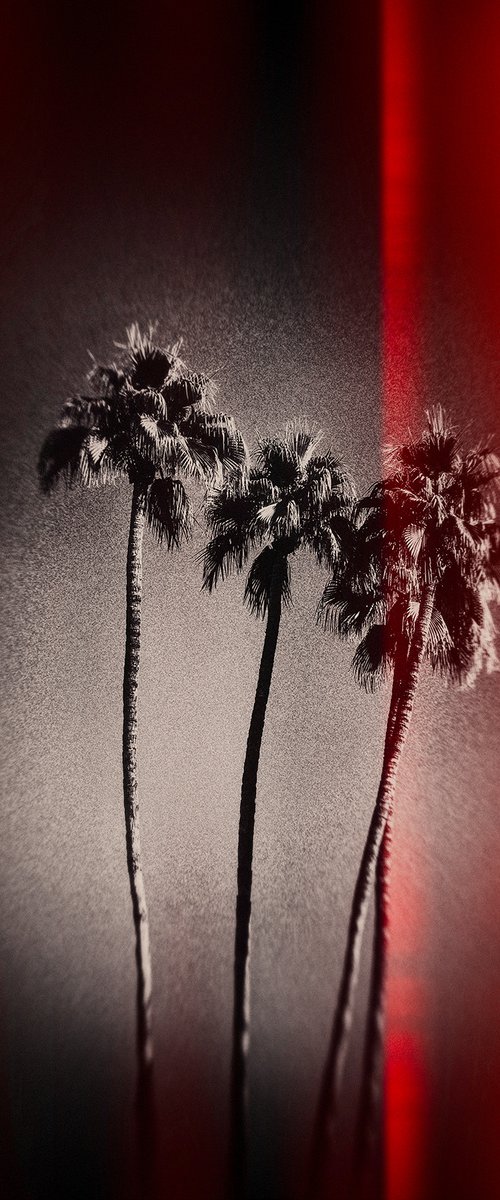 Palm Tree Skies, Palm Springs by Heike Bohnstengel