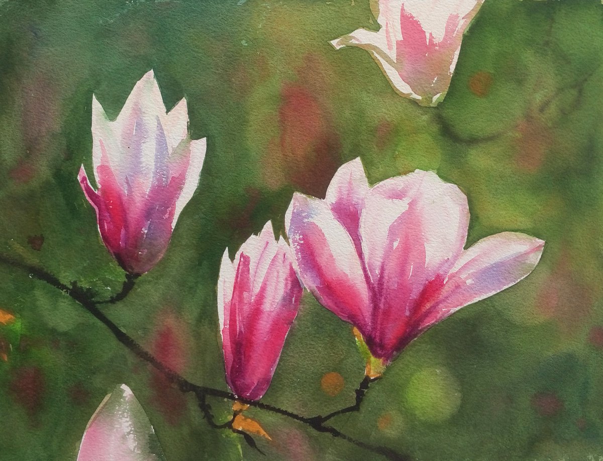 Blooming magnolia - Magnolia Blossoms - Beauty Of Spring - Pink Magnolias - Blooming Flowe... by Olga Beliaeva Watercolour