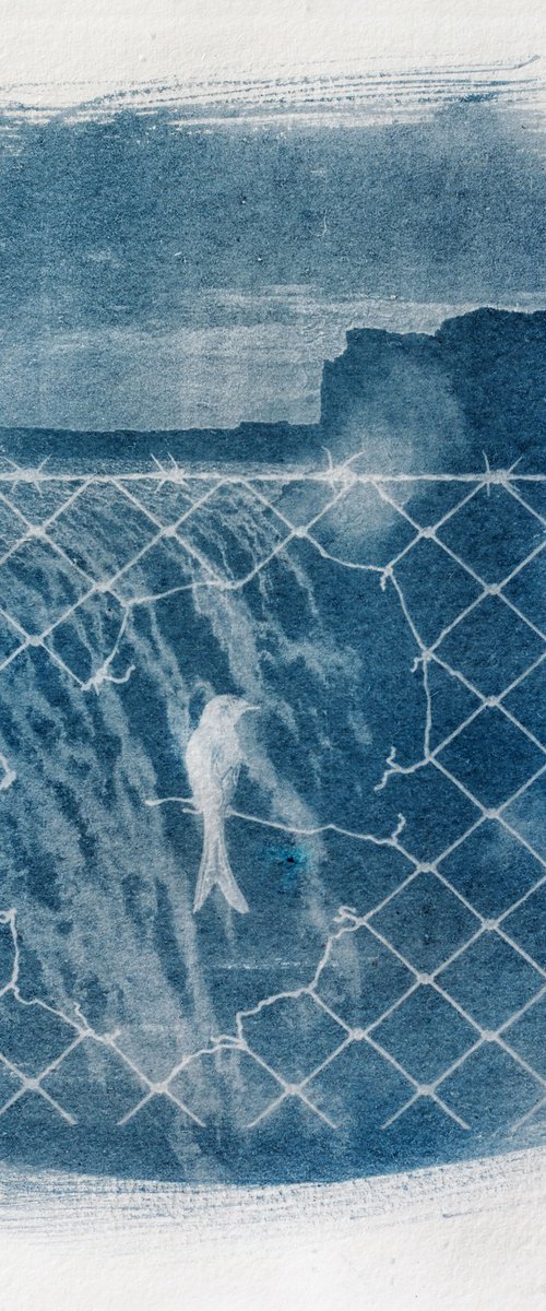 Entangled Landscapes / cyanotype print by Delnara El
