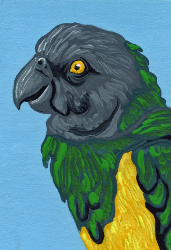 ACEO ATC Original Miniature Painting Senegal Parrot Pet Bird Art-Carla Smale