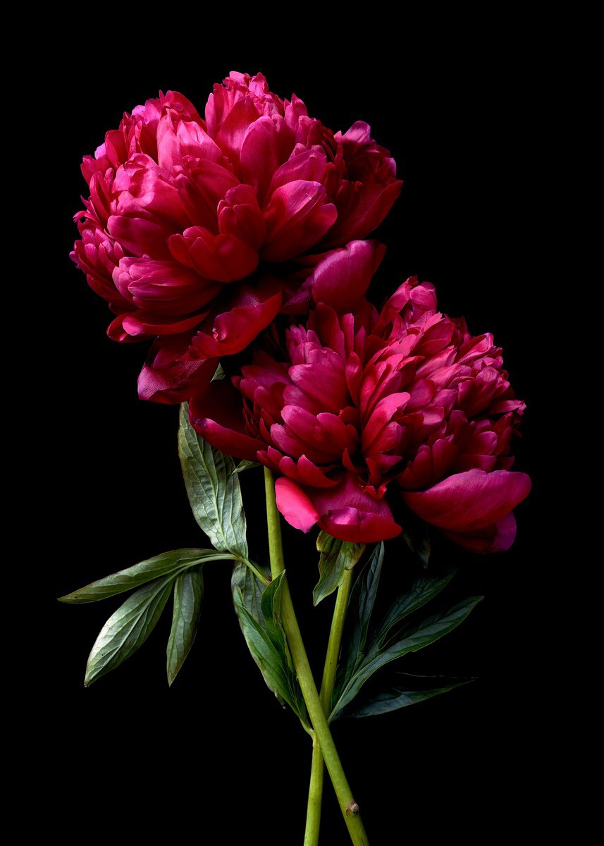 Botanical Photograph By Nadia Culph, 26 X 36", Rubra Plena Red Peony, Original Artwork