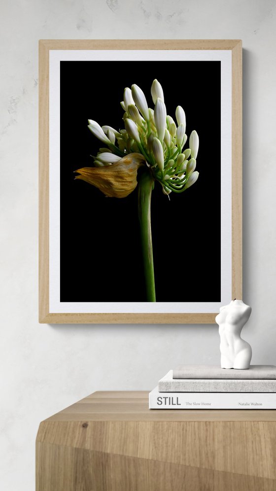 White Agapanthus