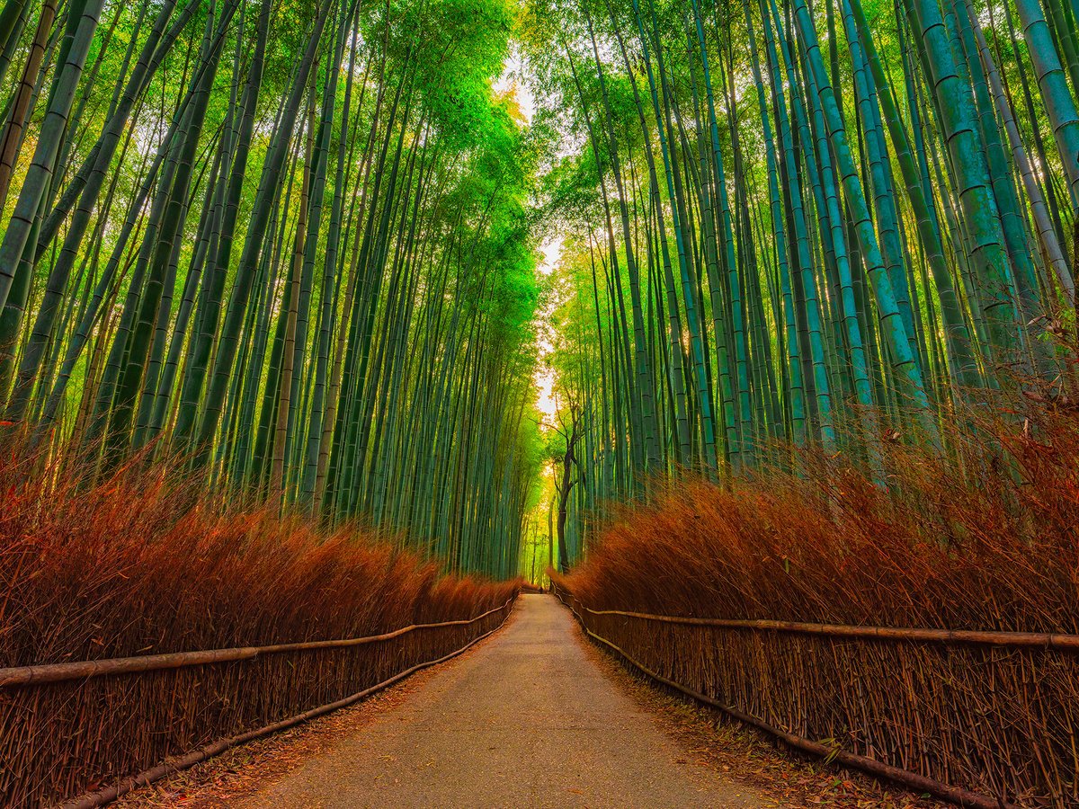 Bamboo Forest by Nick Psomiadis