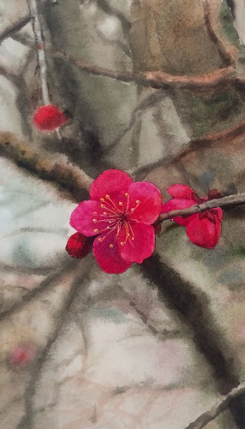 Red plum blossoms - blossom - by Olga Beliaeva Watercolour