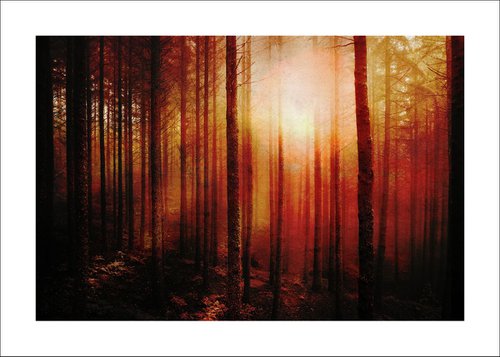 Sunset in the forest by Martin  Fry
