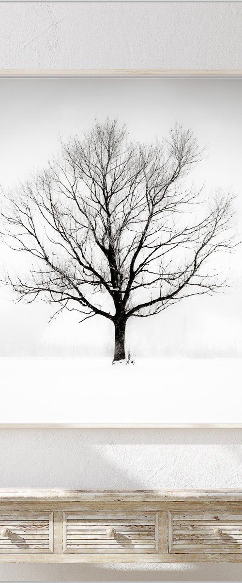 Solitude in White by Lynne Douglas