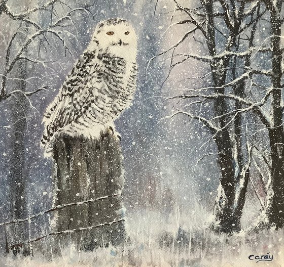 Snowy Owl