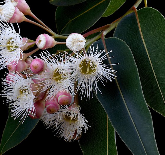 Corymbia Snowflake Gum