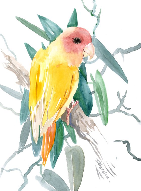 lovebird