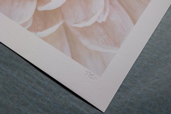 The Still Swirl of Gerbera