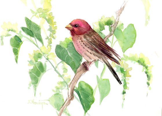 House Finch Bird