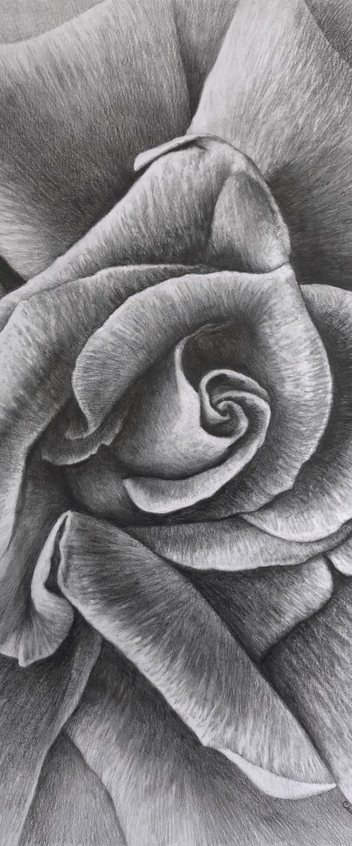 Unfolding. Meditative Botanical Fine Art by Sergei Skachkov