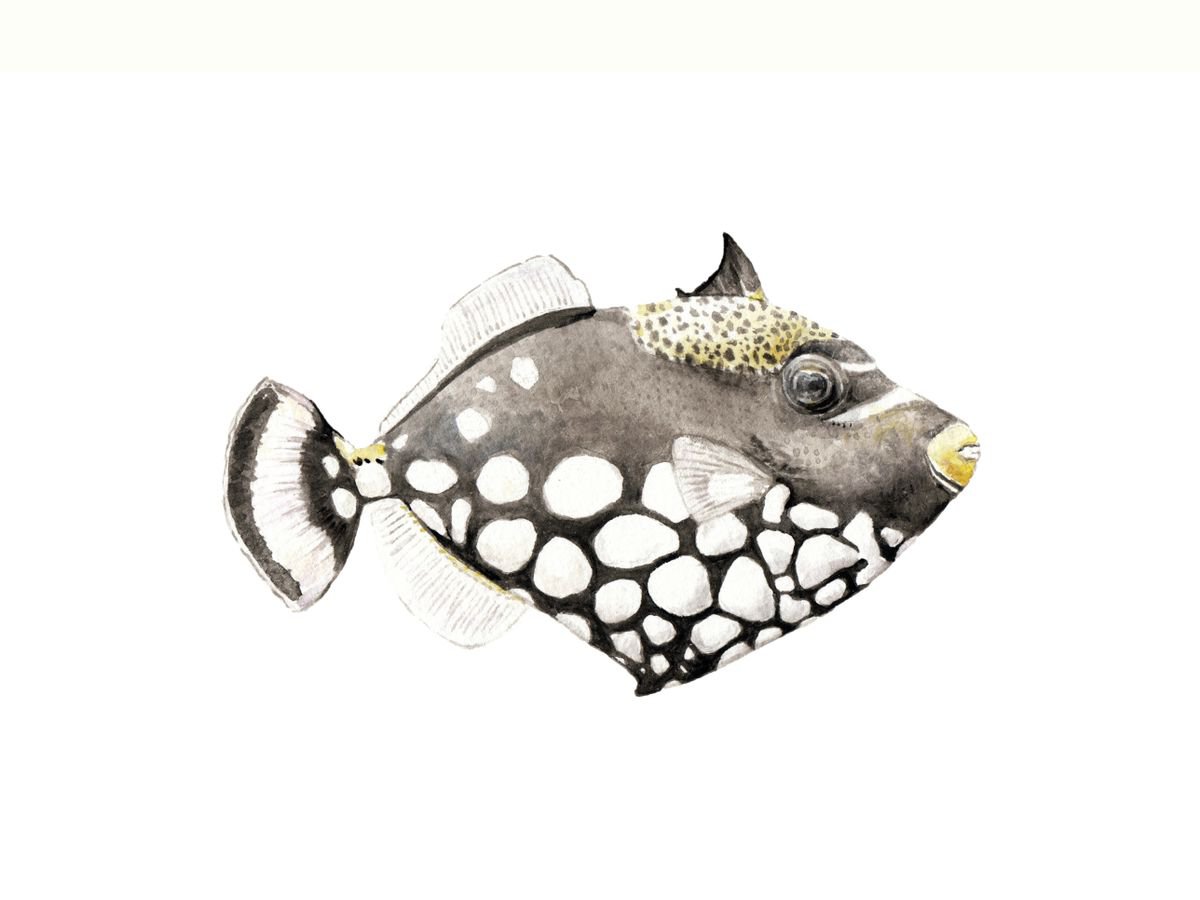 Clown Triggerfish Original Watercolor by Lauren Rogoff