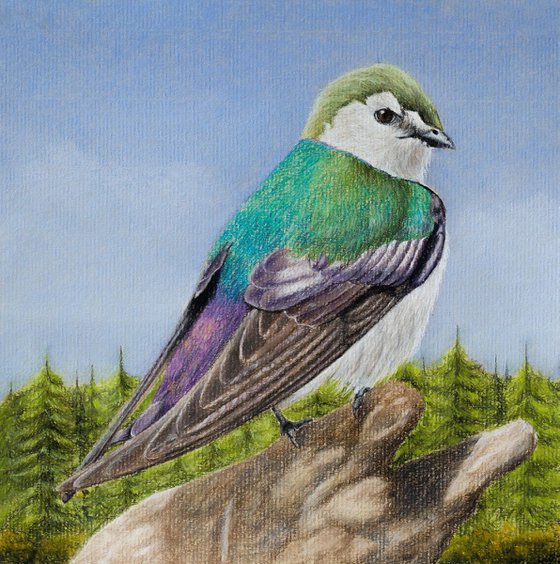 Violet-green Swallow