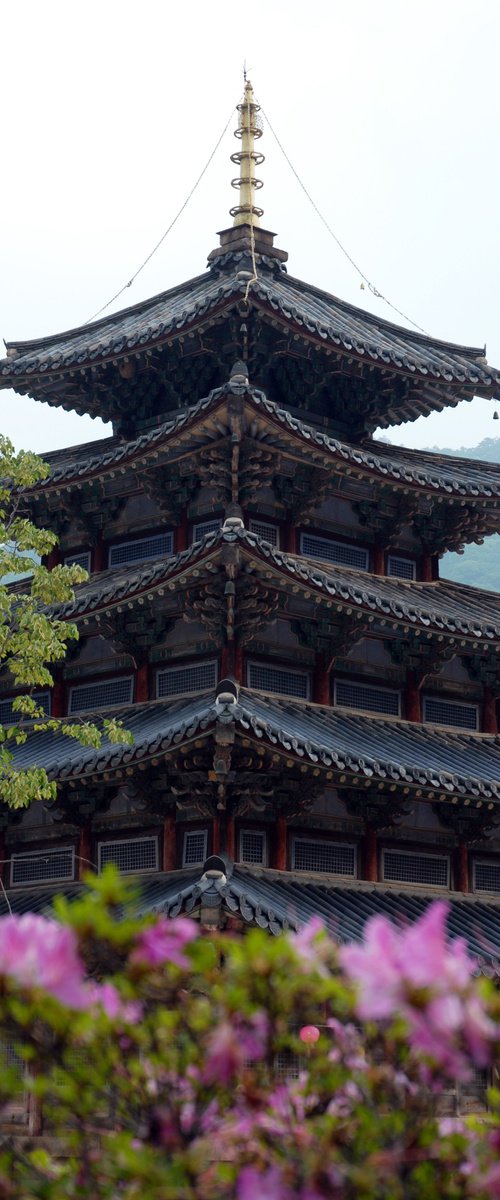 Five Stories Reaching Through Spring by sangwon jeon