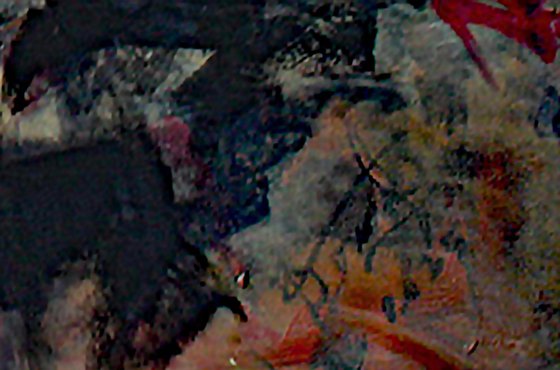 TAUREAUX SOLEIL COUCHANT