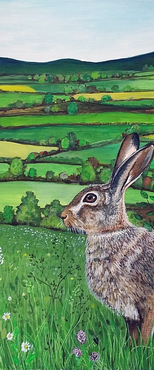 Hare's meadow by Carolynne Coulson