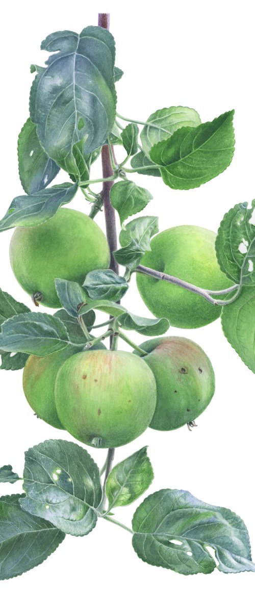 Green Apples by Yuliia Moiseieva