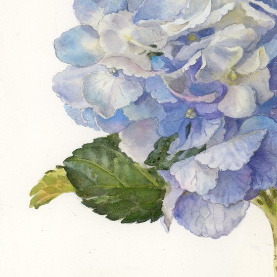 Planet hydrangea