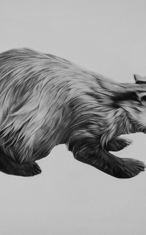 Badger by Clive Riggs