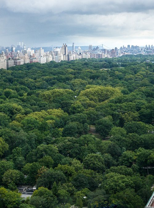 NEW YORK OASIS by Harv Greenberg